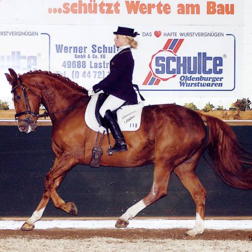 Verkaufspferd Dancing Queen S - Stute von Donnerhall