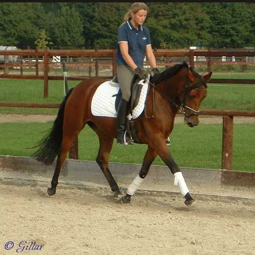 Verkaufspferd Diamond Lady - Ponystute von Dressman Junior - Kasimir II - Amir - &copy; Gillar