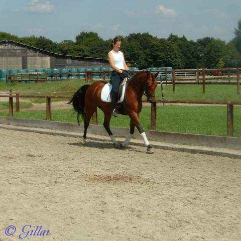 Verkaufspferd Diva - Ponystute von Dressman Junior - &copy; Gillar 2004