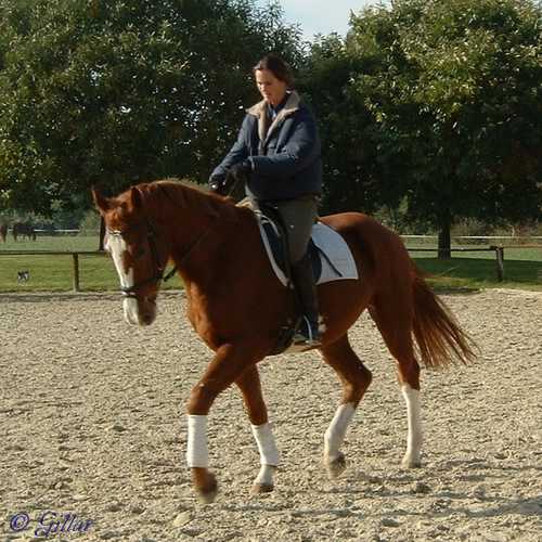 Verkaufspferd Elton - Wallach von Espri - &copy; Gillar 2003
