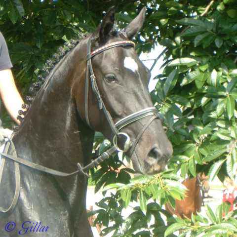 Portrait von Verkaufspferd Finale - Stute von Foxiland xx - &copy; Gillar 2004