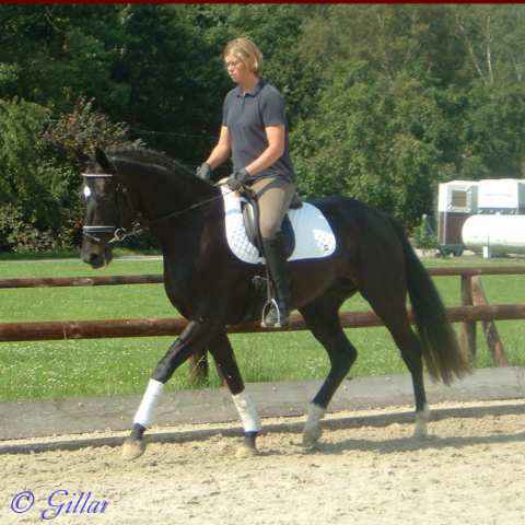 Verkaufspferd Finale - Stute von Foxiland xx - &copy; Gillar 2004