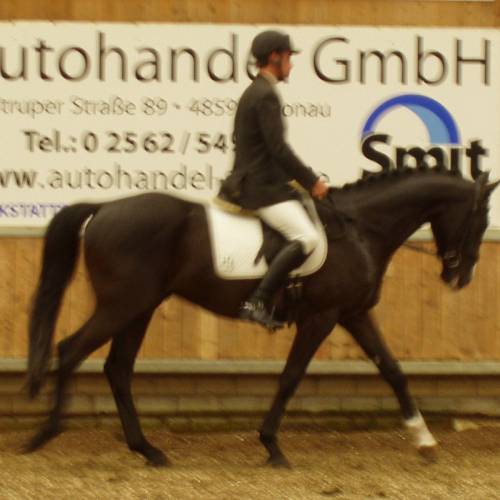 Verkaufspferd La Coeur Wallach von Likoto xx