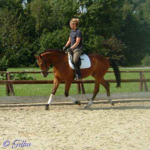 Verkaufspferd Looping - &copy; Gillar 2004
