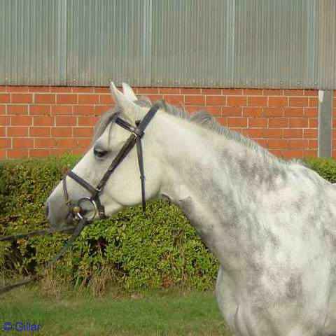 Verkaufspferd Momo - Pony Stute von Merano - &copy; Gillar 2003