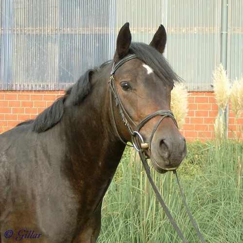 verkaufspferd puh baer 00