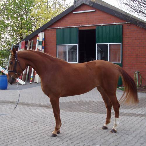 Verkaufspferd Red Donna