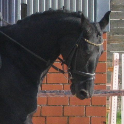 Verkaufspferd Sharon - &copy; Rohmann 2004