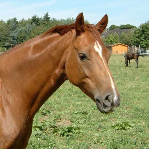 Wallach Donkowa aus einem Donnerhall Sohn - &copy; Gillar 2003